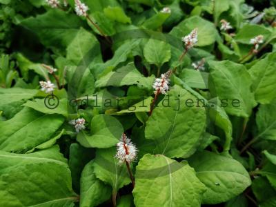 Bistorta tenuicaulis Bistorta tenuicaulis