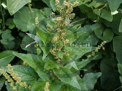 Blitum bonus-henricus Blitum bonus-henricus