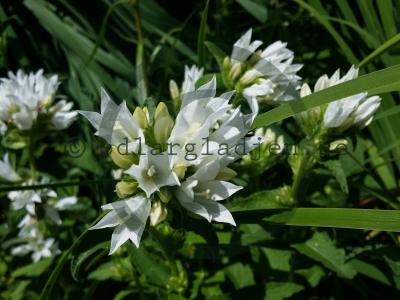 Campanula glomerata 'Alba' Campanula glomerata 'Alba'