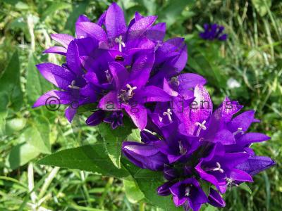 Campanula glomerata 'Superba' Campanula glomerata 'Superba'