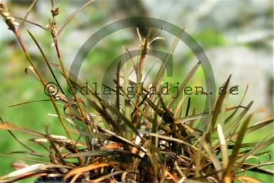 Carex bergrenii