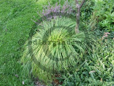 Carex caryophyllea 'The Beatles' Carex caryophyllea 'The Beatles'