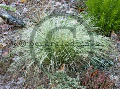 Carex comans 'Frosted Curls'