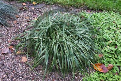 Carex flacca &#039;Bias&#039;