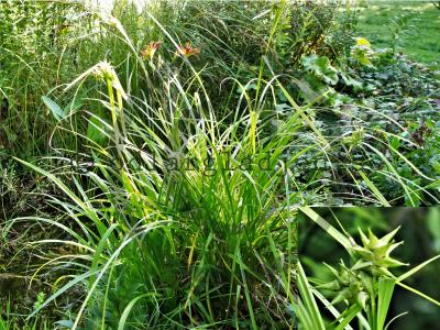 Carex grayi Carex grayi