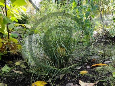 Carex muskingumensis 'Little Midge'