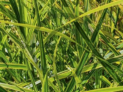 Carex muskingumensis 'Oehme' Carex muskingumensis 'Oehme'