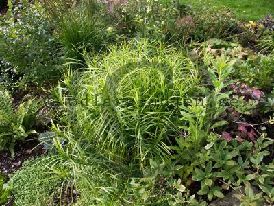 Carex muskingumensis 'Silberstreif'