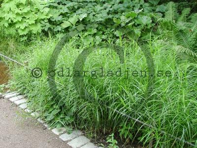 Carex muskingumensis Carex muskingumensis
