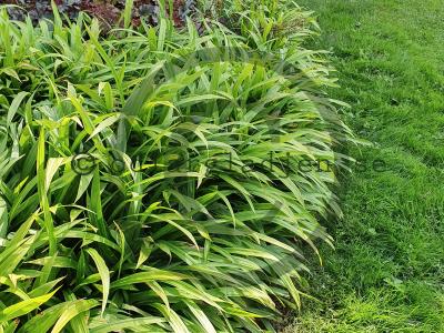 Carex plantaginea