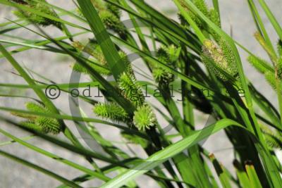 Carex pseudocyperus Carex pseudocyperus