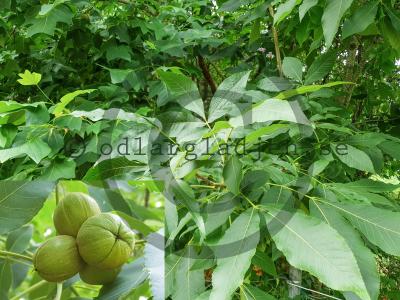 Carya ovata Carya ovata