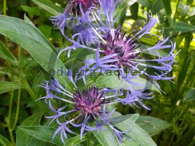 Centaurea montana