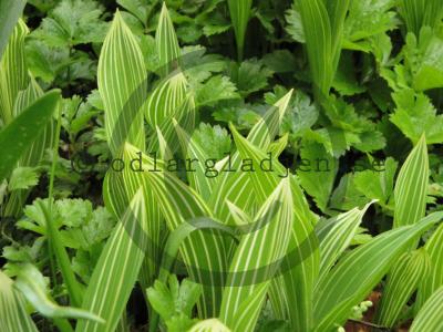Convallaria majalis 'Albostriata'