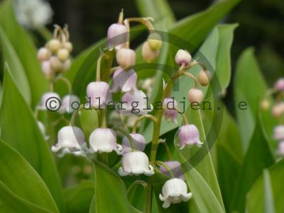 Convallaria majalis 'Rosea'