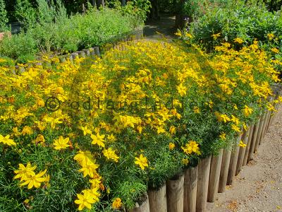 Coreopsis verticillata 'Zagreb'