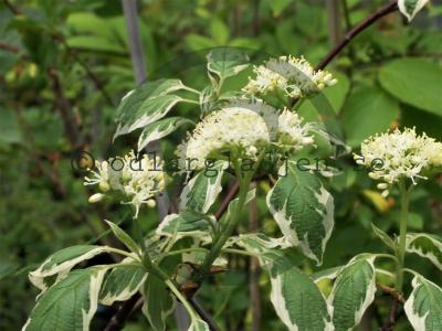 Cornus alternifolia &#039;Silver Giant&#039;