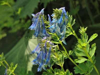 Corydalis omeniana Corydalis omeniana