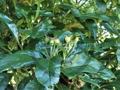 Crataegus x persimilis &#039;Prunifolia&#039;