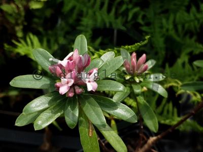 Daphne x transatlantica ETERNAL FRAGRANCE 'Blafra' Daphne x transatlantica ETERNAL FRAGRANCE 'Blafra'
