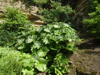 Darmera peltata Darmera peltata