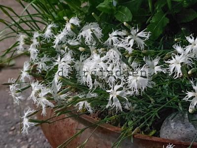 Dianthus arenarius 'Little Maiden' Dianthus arenarius 'Little Maiden'