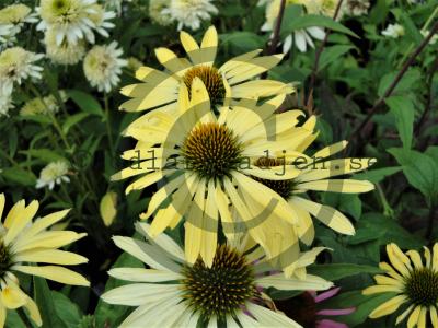 Echinacea 'Sunrise' Echinacea 'Sunrise'