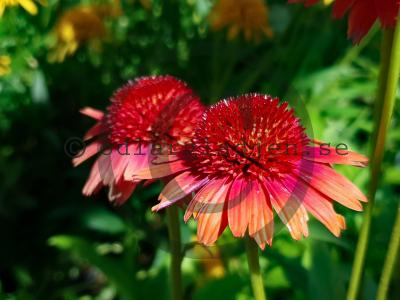 Echinacea CARROT CAKE 'Carrot489'
