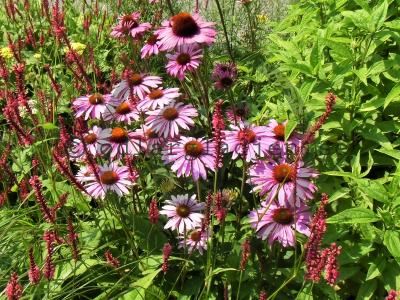 Echinacea purpurea 'Magnus'