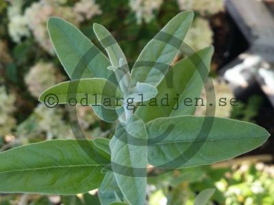 Elaeagnus angustifolia