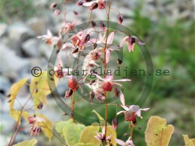 Epimedium 'Pink Elf' Epimedium 'Pink Elf'