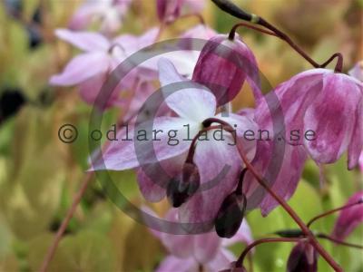 Epimedium 'Sasaki' Epimedium 'Sasaki'