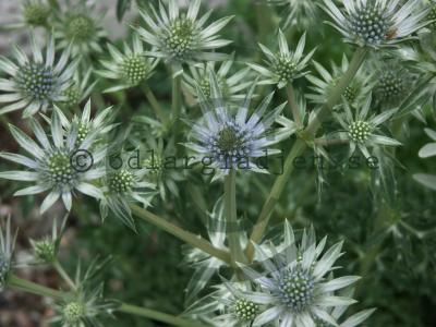 Eryngium bourgatii