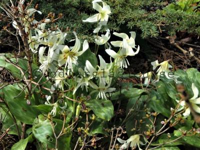 Erythronium californicum &#039;White Beauty&#039;