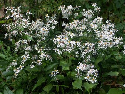 Eurybia divaricata 'Tradescant' Eurybia divaricata 'Tradescant'
