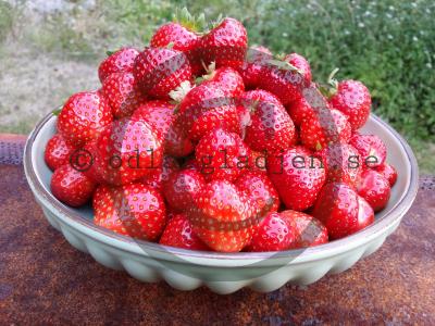 Fragaria x ananassa 'Ostara' Fragaria x ananassa 'Ostara'