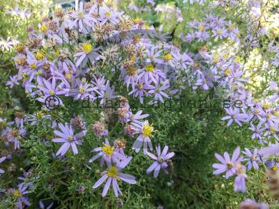 Galatella sedifolia 'Nana' Galatella sedifolia 'Nana'