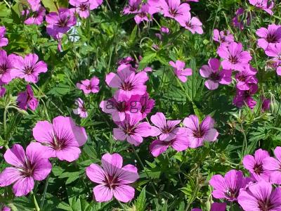 Geranium 'Patricia'