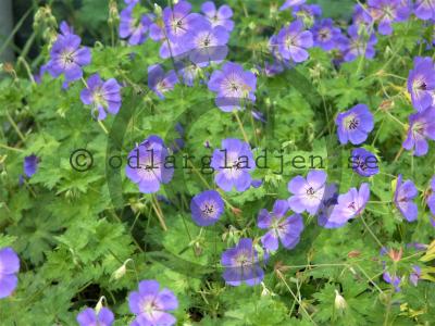 Geranium ROZANNE 'Gerwat' Geranium ROZANNE 'Gerwat'
