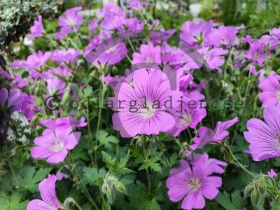 Geranium 'Sirak'