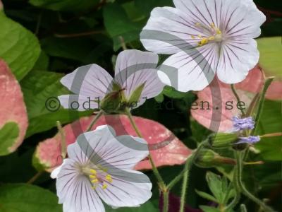 Geranium himalayense 'Derrick Cook' Geranium himalayense 'Derrick Cook'