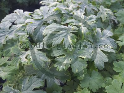 Geranium macrorrhizum 'Variegata' Geranium macrorrhizum 'Variegata'