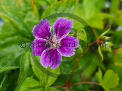 Geranium nodosum 'Clos du Coudray' Geranium nodosum 'Clos du Coudray'