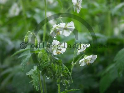 Geranium phaeum 'Album'