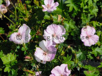 Geranium sanguineum 'Apfelblüte' Geranium sanguineum 'Apfelblüte'