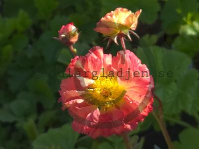 Geum 'Bohema Pink' Geum 'Bohema Pink'