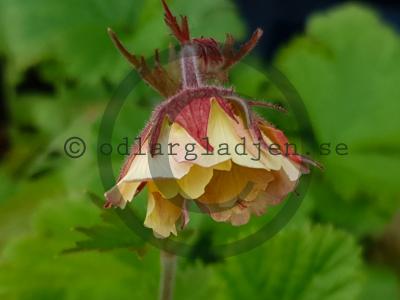 Geum PRETTICOATS PEACH 'Tngeupp' Geum PRETTICOATS PEACH 'Tngeupp'