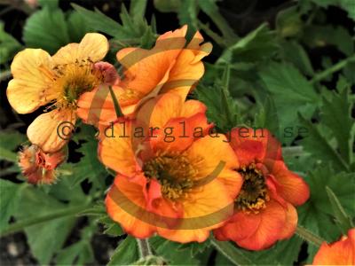 Geum 'Totally Tangerine'