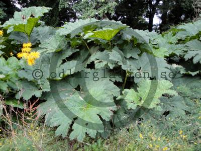 Gunnera manicata