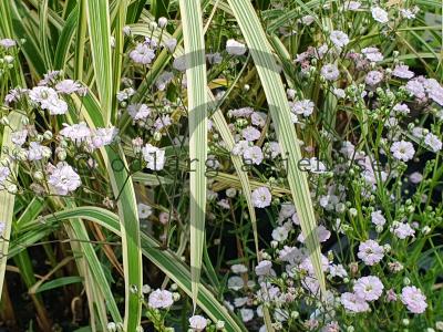 Gypsophila 'Rosenschleier' Gypsophila 'Rosenschleier'